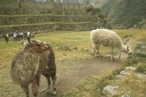 Llamas in the Central Plaza