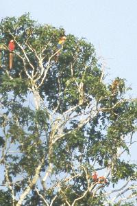 Tree full of macaws