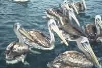 Peruvian Pelicans