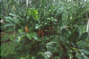 Jungle Plants