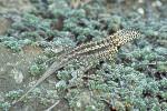 Lava Lizard