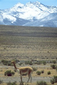 Vicuñas