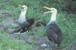 Two Waved Albatrosses