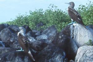 Blue-footed boobies