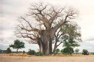 Bobabab Tree : mbuyuni