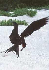 Frigate Bird with a meal of baby sea turtle