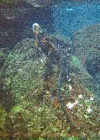 Marine Iquana feeding underwater