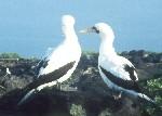 Masked Boobies