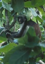 Red Colobus Monkey