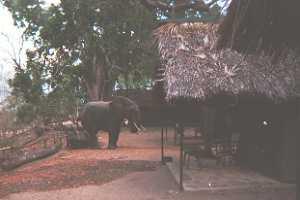 Elephant at the camp