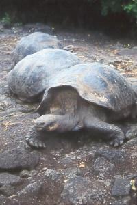 Tortoise at the Darwin Research Station