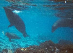 Swimming with the Sea Lions